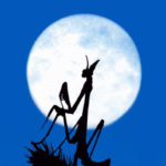 Çayırın Sakinleri