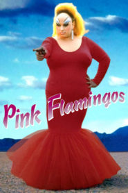 Pembe Flamingolar