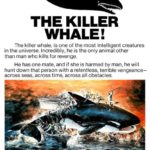 Katil Balina Orca
